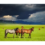 말 horse 들판 야생마 초원 방목 잔디 자연 하늘 구름 나무 숲 경마 목장 파르텔 벽지 시트지 롤스크린 : 으뜸데코