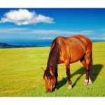 말 horse 들판 야생마 초원 방목 잔디 자연 하늘 구름 나무 숲 경마 목장 파르텔 벽지 시트지 롤스크린 : 으뜸데코