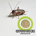 생귀뚜라미 소량 구매 30마리 크레스티드게코 먹이 간식 : 키우다 파충류샵