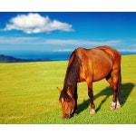 말 horse 들판 야생마 초원 방목 잔디 자연 하늘 구름 나무 숲 경마 목장 파르텔 벽지 시트지 롤스크린 : 으뜸데코