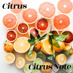 조향베이스 시트러스 시트러스노트 citrus 50ml 조향원료 향수 DIY 니치향수 재료 향기에the반하다 : 향기에the반하다