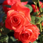 슈퍼스타 (Super star) 독일 정원  장미 (비닐포트묘) : 여왕 장미