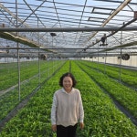 공심채 GAP인증 청정 국산 신선채소 1kg : 처음농장