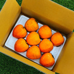 광양 대봉감 대봉 대봉시 가정용 홍시 곶감 반건시 감말랭이 800g 선물용 : 달콤퐁당마켓