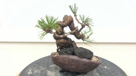 해송미니분재(소나무) : 우일분재원