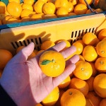 제주 꼬마귤 1박스 만다린귤 5키로 타이벡귤 11브릭스 : 제철담은 농장