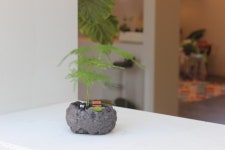 아스파라거스나누스 집들이선물 식물인테리어 공기정화식물 돌화분 : 플랜팁