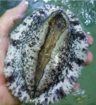 완도 특대 활 전복 1kg 4남매털보아빠 꼬마전복 선물세트 : 완도총각네수산물