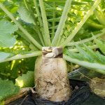 농산물마루 국내산 햇 흙무 무우 김장무 월동무 : 농산물마루