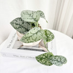 소품 실버레이디 스킨답서스 행잉식물 키우기쉬운 공기정화 무늬식물 : 제이디 플레이스