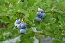 농장 새벽수확 오늘발송 국산 블루베리 생과 2Kg (14mm - 20mm) : 버드초이스블루베리농장