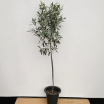 꽃피는 올리브나무 외목대73 : 샬롬꽃농원