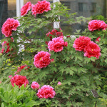 목단 화왕 5지 이상 털이묘 뿌리묘 모란 부귀화 노지월동 : 사계애뜰