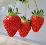 비타민이 가득한 무농약 설향딸기 대과 소과 1박스 : 영스팜 딸기