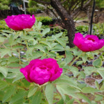 토종 목단(적색)-1주(분달이)모란 : 초일가드닝