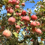 사과 부사 꿀 고당도 보장 맛있는 산지직송 : 반하네.