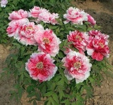 목단나무 묘목 도금 1지 모란 함박꽃나무 : 에버그린농원