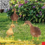 83XC 3PCS/세트 아크릴 오리 정원 스테이크 장식품 야외 마당 : 마루총판