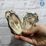 산지직송 제철 남해안 석화 생굴 : 철따라농산물