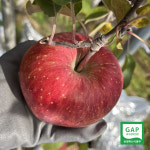 사과 문경 꿀사과 부사 흠과 선물용 못난이 가정용 3KG 5KG 진이네농장 : 진이네-농장