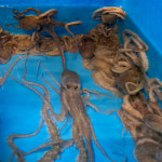 오늘잡은 중소낙지 5마리 목포 세발 낙지 무안 산낙지 신안 뻘낙지 중소, 80g, 5개 : 셀링피쉬