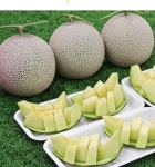 [산지직송] 세지메론 / 당일입고 신선 과일 1.5Kg : 푸드킹 도르리