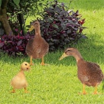 83XC 3PCS/세트 아크릴 오리 정원 스테이크 장식품 야외 마당 : 마루총판