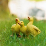 오리 마당 장식 수지 트리오 입상 실내 현관 정원 야외 조각 : 마루총판