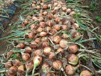 태안 건강 유니양파 5KG 6,000원 옵션가 추가 없음 : 태안반도 영농조합법인