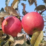 이광용사과농장 백두대간 능선의 새콤달콤한 상주산사과 부사 사과 햇사과 5kg [경북 상주시] : 이광용사과농장