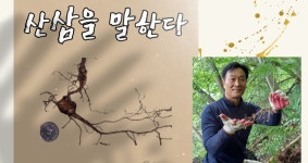야생산삼이 자랄 환경에서 기른 10년근 이상 선물용 프리미엄 산양삼 : 말바우자연산버섯가게
