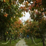 단감 부유단감 창원 감 과슐랭 5kg, 25개 : 과슐랭농수산