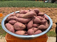 복복상회 해남 비세척 꿀호박고구마 5kg 특상 중 한입크기 택 : 복복상회