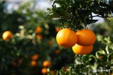 제주 고당도 타이벡 감귤 2.5kg 5kg : 동림이네 농장