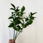 꽃보아 신선해 루스커스 생화구독 꽃다발 택배 농장직송 플렌테리어 양재꽃시장 : 꽃보아