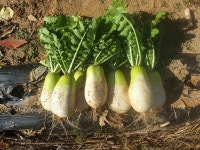 동치미 무 강원도 고랭지 무 김장용 무우 10kg, 1개 : 살뜰곳간