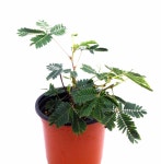 미모사 신경초 움직이는희귀 관엽식물 화분 키우기 : 애니멀리움 이색동물샵