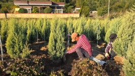 분달이 대품 썰프레아(셀프레아) 피톤치드 색감 짱 : 생명나무 농장