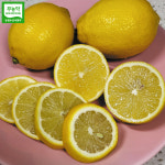 비타민가득 제주레몬농장 25년 무농약 레몬 3kg 광택NO 약품NO : 참이맛이야