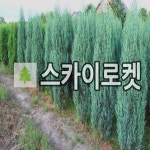 스카이로켓향나무 묘목 2리터 포트묘 2개 : 언니농원