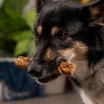 펫 팩토리 케어 츄즈 콜라겐 6-7인치 스키니 땋은 스틱 개 씹기 간식 - 치킨 맛, 5캔/1팩 : MJSHOP019