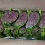 신선하고 건강한 영천깻잎 2kg, 1kg, 1.5kg, 노엘농장 : 노엘농장