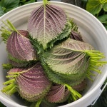 신선하고 향긋한 영천깻잎 1kg, 500g, 1.5kg 노엘농장 : 노엘농장