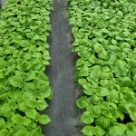 신선하고 향긋한 영천깻잎 1kg, 500g, 1.5kg 노엘농장 : 노엘농장