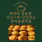 산지농장직송 지리산 구례아낙 농장 단감 10키로 : 아낙