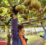 달콤함의 끝판왕 제주 레드키위 3Kg 5Kg 농장직송 : 소낭친환경