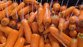 정희농장 제주구좌  화산토  햇당근 흙당근5KG 10KG : 정희이모네농장