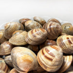 아라보감 생물 백합조개 (냉장) 1.5kg : 늘푸른 바다목장