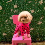 [펫보드레] 너만을 사랑해 맨투맨 원피스 강아지 맨투맨 애견 원피스 기모 원단 : 펫보드레