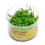 수족관, 아쿠아스케이프, 담수 심은 어항을 위한 울텀 네이처 시스템 마이크로랜덤 몬테카를로 조직 배양 라이브 식물 - 시험관 내 달팽이... 